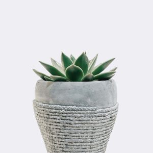 Star Cactus